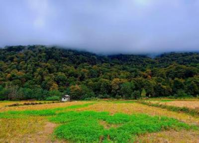 جنگل رزکه کجاست؟ تجربه ای متفاوت در دل جنگل های مازندران جنگل رزکه کجاست؟ تجربه ای متفاوت در دل جنگل های مازندران